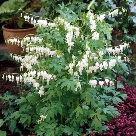 Bleeding Heart White Dicentra Bare Root Plant Spring Blooms Easy