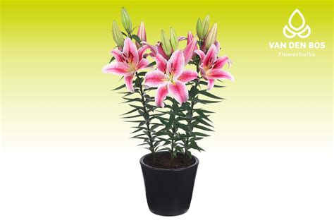 Rapid Romance Oriental Lily Van Den Bos Flowerbulbs