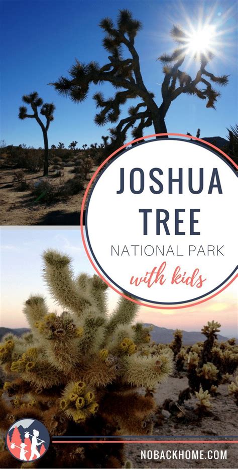 10 Magical Things To Do In Joshua Tree 1 Day Itinerary No Back