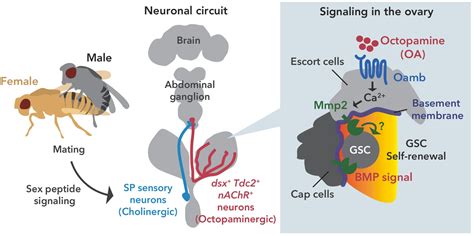 Neuronal Octopamine Signaling Regulates Mating Induced Germline Stem