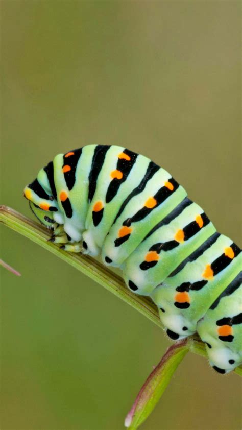 Green Caterpillar With Dots