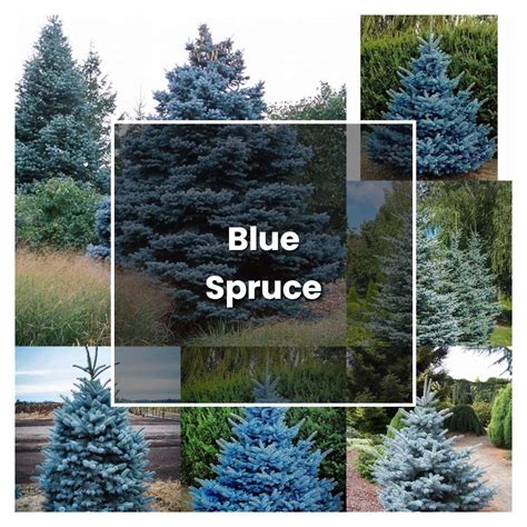 How To Grow Blue Spruce Plant Care And Tips Norwichgardener