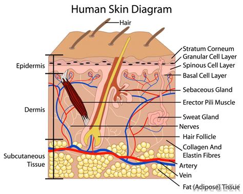 Skin Layer Diagram