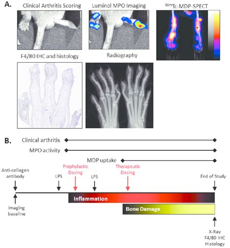 Example Images Of Caia Arthritis And Experimental Design Various