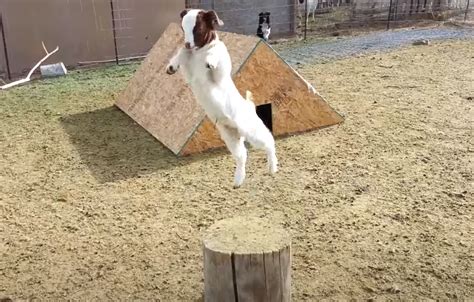 Watch This Cute Baby Goat Playing Jumping And Running Hd Goats