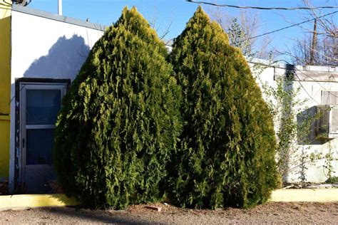 Reconsider Planting Leyland Cypress In Your Yard