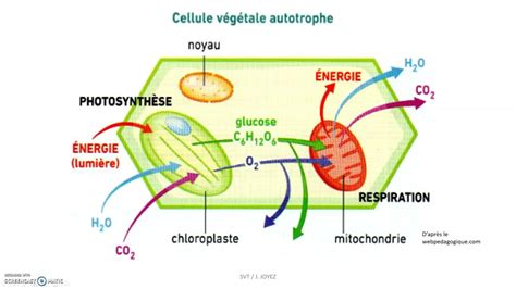 La Cellule Chlorophyllienne Un Exemple De Cellule Sp Cialis E Youtube