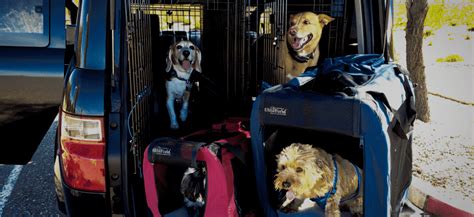 Tlc has become the most popular nationwide pet and small animal transport service in the country. Group + - En Route Pet Transportation - Ground & Cross Country