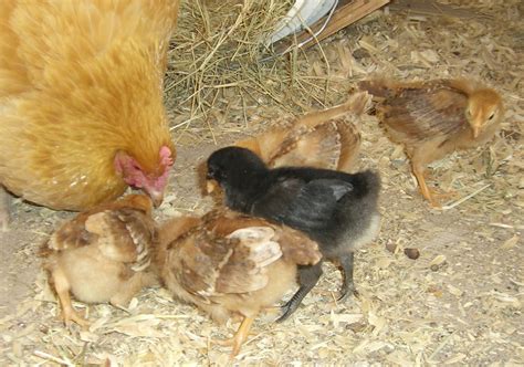 chicken lytle s blog chick jailbreak and improvised nest box