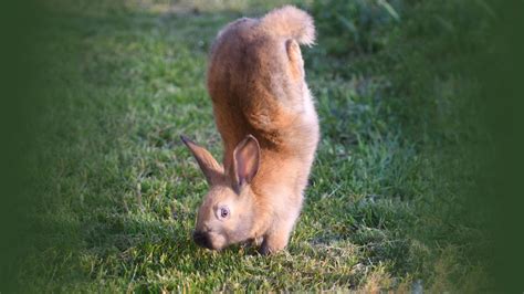 These Rabbits Cant Hop A Gene Defect Makes Them Do Handstands