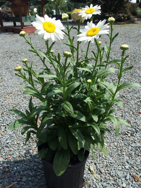 Shasta Daisy Becky G Latham S Nursery