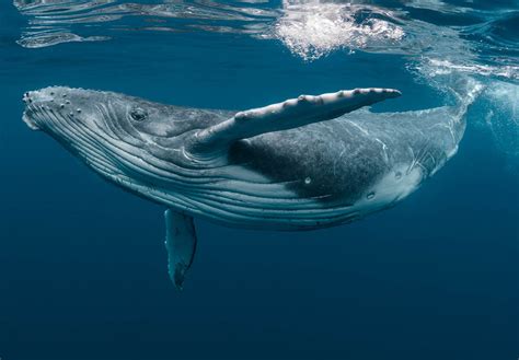 World Whale Day February 18 2024 National Today