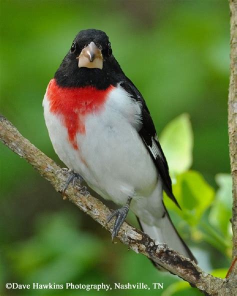 Tennessee Watchable Wildlife 100 Common Birds Of Tennessee Rose