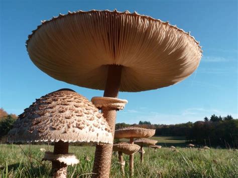 Oregon Monster Mushroom Photo