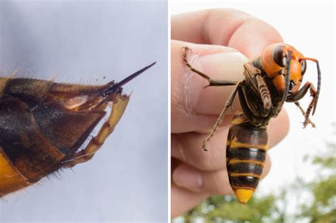 Just A Matter Of Time Experts Say Killer Giant Hornets Headed For Britain By Summer Daily Star