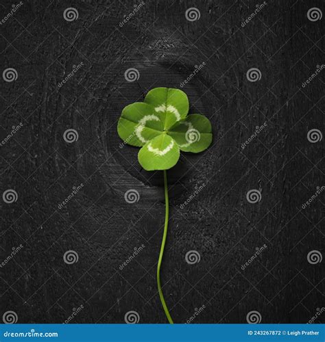 Perfect 4 Leaf Clover Four Leaf Clovers Are Rare And Symbolize Good