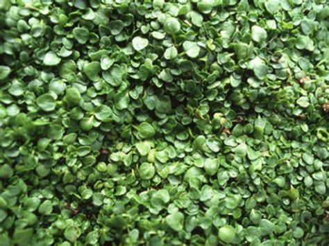 They offer both beauty and extreme practicality. Ground Cover Flowers - Low Growing Flowers