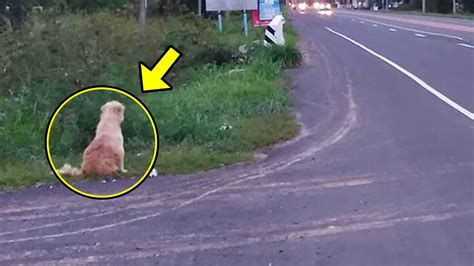 4 Jahre Wartete Dieser Hund Am Straßenrand Auf Seinen Besitzer Dann