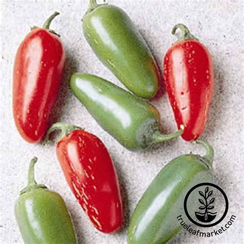 Jalapeno Early Pepper Seeds Hot Home Garden Heirloom