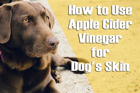 Using Apple Cider Vinegar For Dogs Skin Best Of All Natural Home