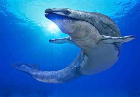 Amazon Com Prehistoric Sea Monsters Laminated Educati
