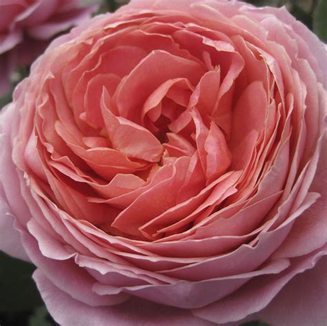 Dusty Pink Garden Roses Rose Varieties Wholesale Flowers Pink Garden