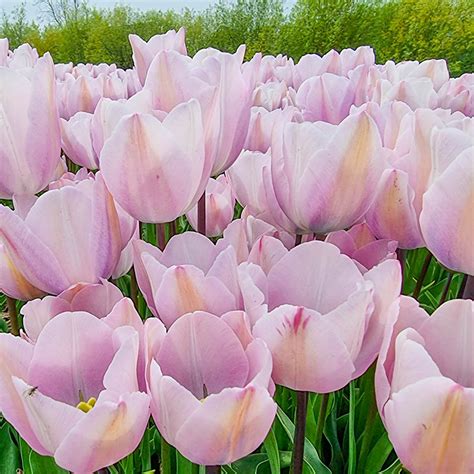 Silver Cloud Tulip Brecks Premium Bulbs