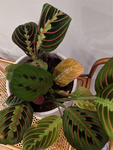 All prayer plant varieties do well in acidic soil mixes with a ph value between 5.5 to 6.0. Some leaves on my red prayer plant are starting to fade ...