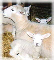 vet.medicine.animal.blog: Common Diseases of Goats