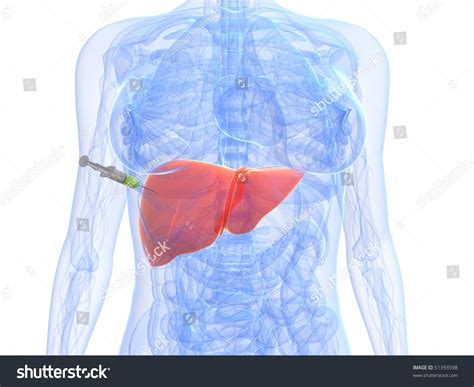 Liver Injection Stock Illustration 51393598 Shutterstock