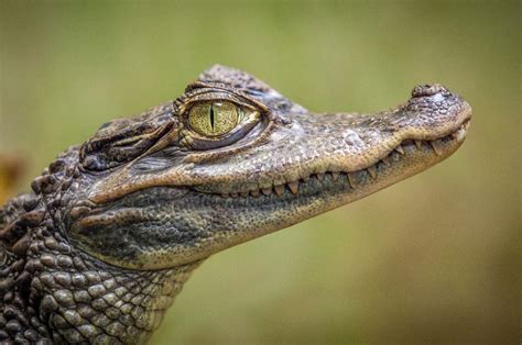 Free Images Animal Wildlife Reptile Fauna Close Up Eye