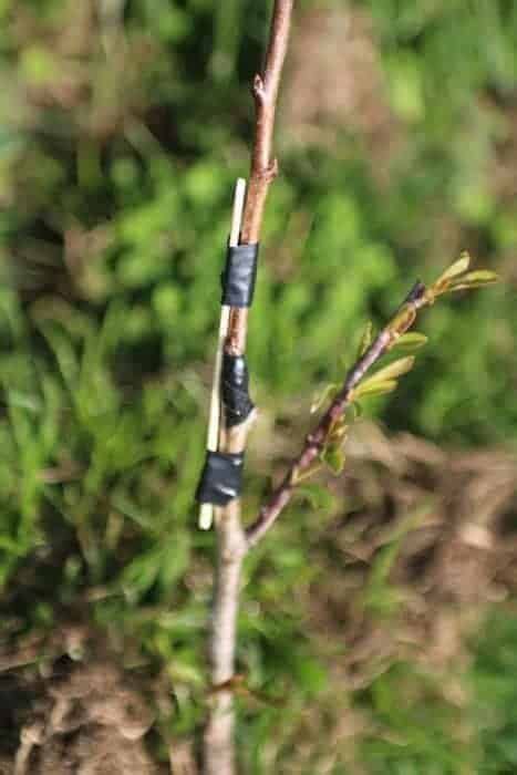 Grafting Fruit Trees A Step By Step Guide On How To Graft A Tree Artofit