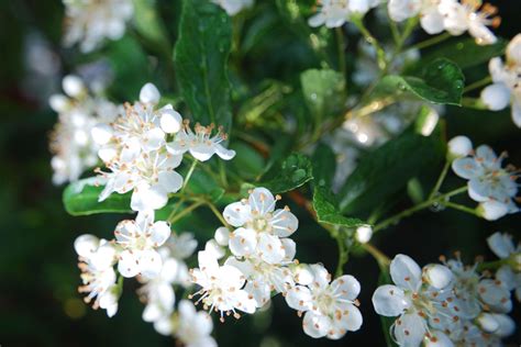 Hawthorn 10 Facts About One Of Our Oldest Plant Companions Yale
