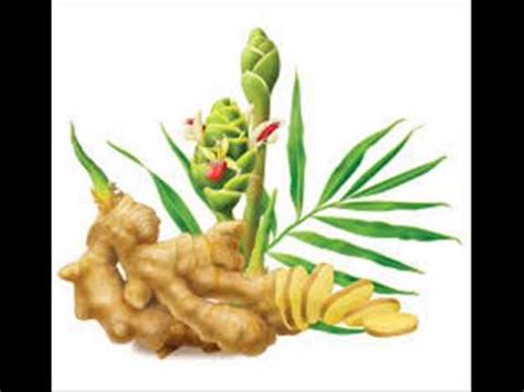 2,685 likes · 1 talking about this. Adrak / Ginger ki production technology Dr Ashraf ...