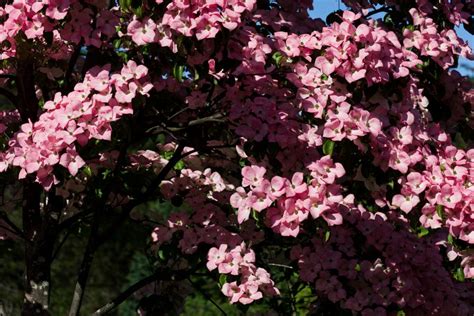 The flowering dogwood will grow 40 feet tall when grown as an understory tree in a woodland setting. Flowering Dogwood Tree Varieties | HGTV