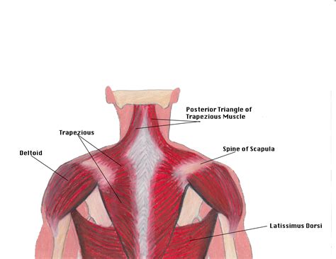 In the back of the neck fascia envelops the trapezius muscle, extending to the occiput and upper nuchal line. Neck Muscles | Ryan Gamache