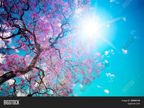 Sunny Spring Day Image And Photo Free Trial Bigstock