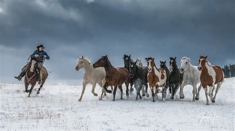 Turning The Herd Cowboy Herding Horses In Snow Wyoming Usa