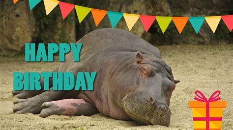 Happy Birthday Hippo Youtube