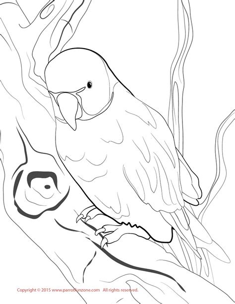 41 Parrot Colouring In Free Printable Parrot Coloring Pages For Kids
