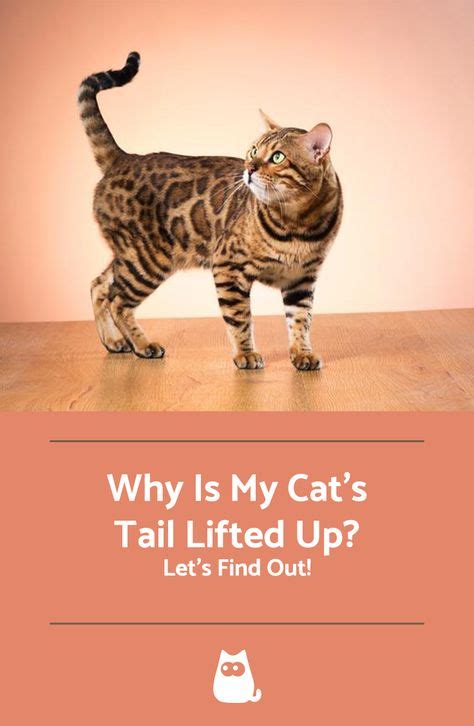 Why Is My Cats Tail Lifted Up Cats Animal Facts Cat Lovers
