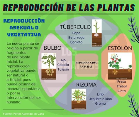 Reproducción Asexual O Vegetativa De Las Plantas Los Informativos