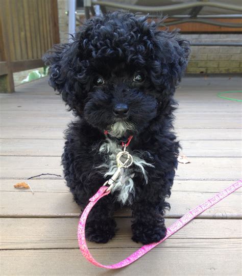 Poodles Smart Active And Proud Poodle Puppy Cute Dogs Dog Show