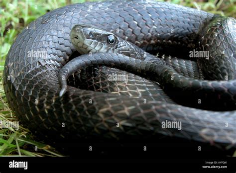 Black Rat Snake Reptile Ohio Coiled United States America Usa Stock