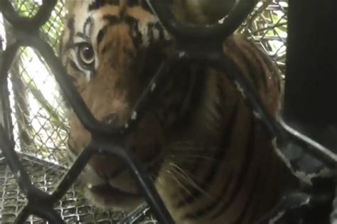 Wisata ternak kandang macan : Wisata Ternak Kandang Macan : Wisata Anak Cibubur Garden ...