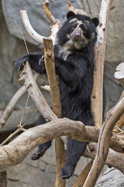 Rare Spectacled Bear Cub Born At San Diego Zoo Pacific San Diego
