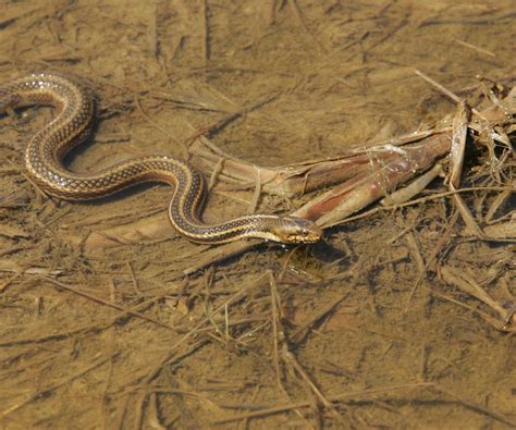 Eastern Garter Snake Chesapeake Bay Program