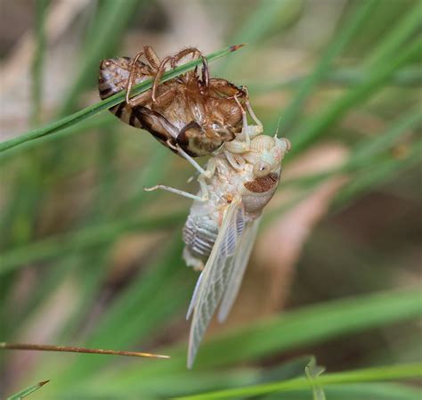 Sounds Of Summer Why Are Cicadas So Loud Csiroscope