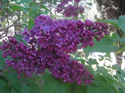 A seguire, scopriremo quali sono le piante sempreverdi da fiore più indicate per la decorazione degli spazi verdi, citando quelle che sono le più le infiorescenze delle petunie comprendono una varietà di colori molto vasta; Lillà - Syringa - Syringa - Piante da Giardino - LillÃ ...