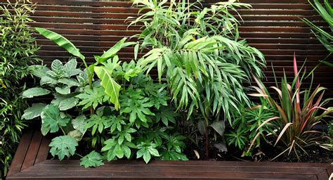 Tropical Garden Ideas In London